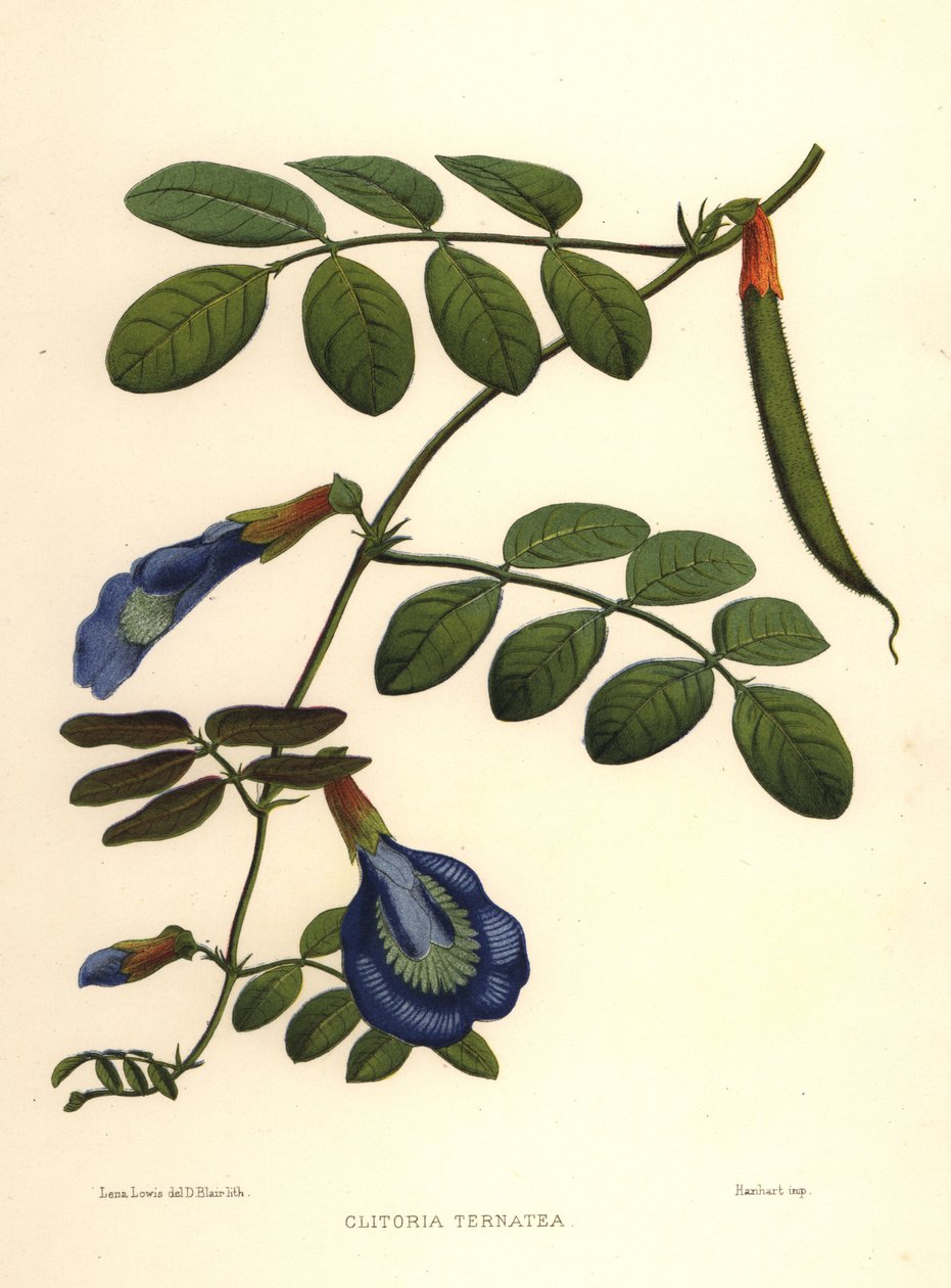 Asiatiske duevinger, sommerfugleært eller Darwinært, Clitoria ternatea af Unknown