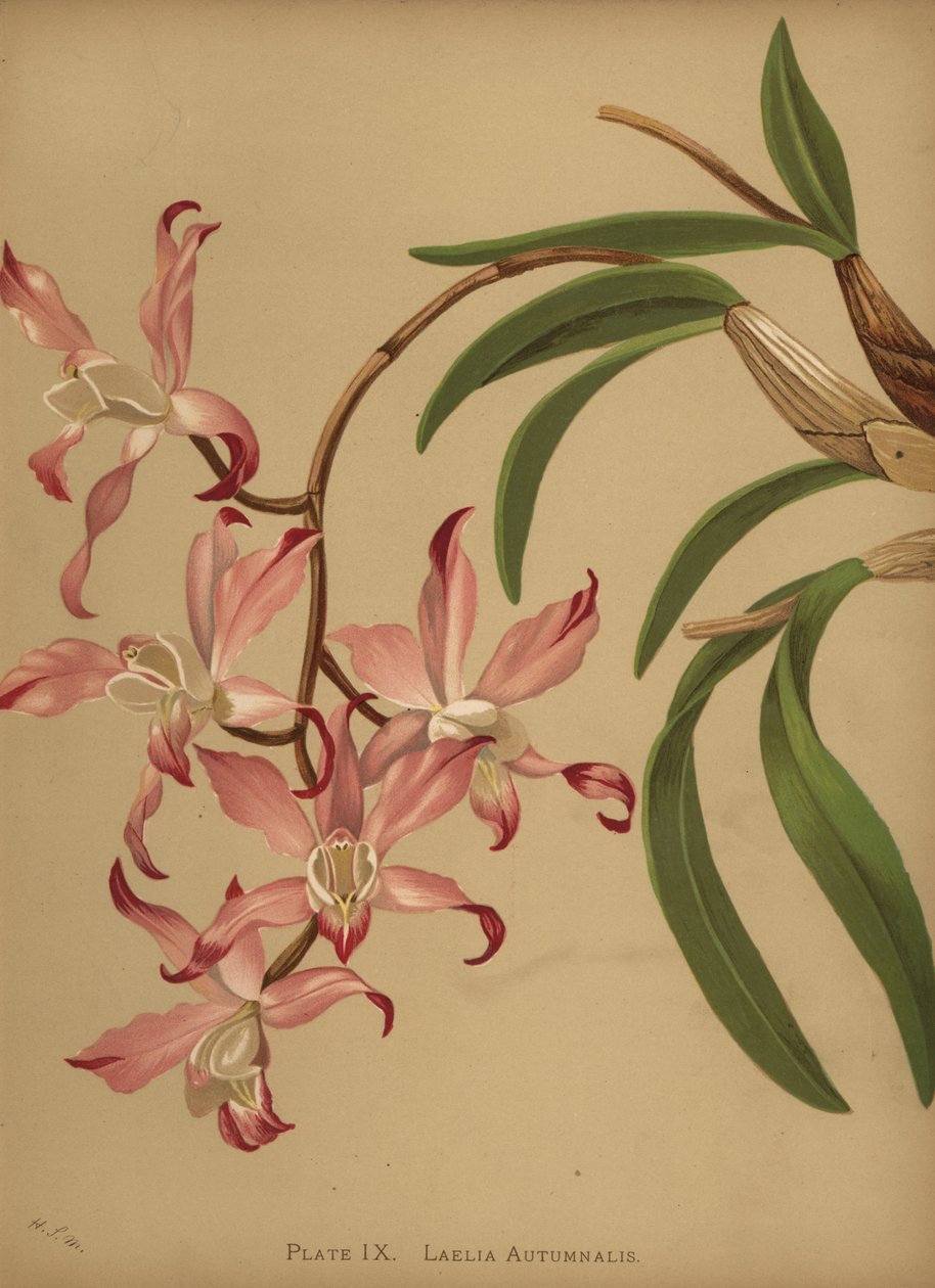 Efterårs-laelia-orkidé, Laelia autumnalis af Unknown