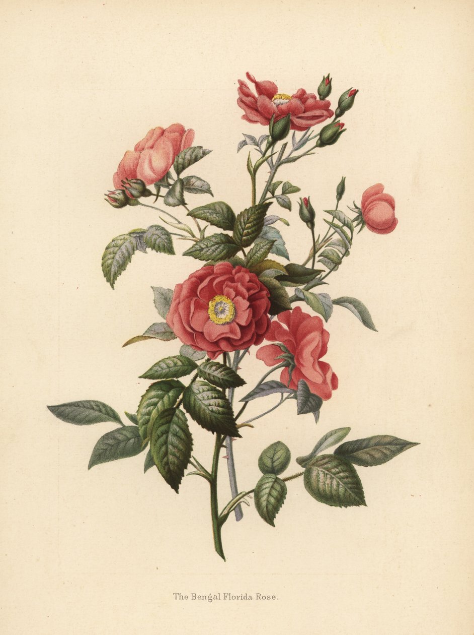 Bengalsk Floridarose, Rosa chinensis (Rosa bengalensis) af Unknown