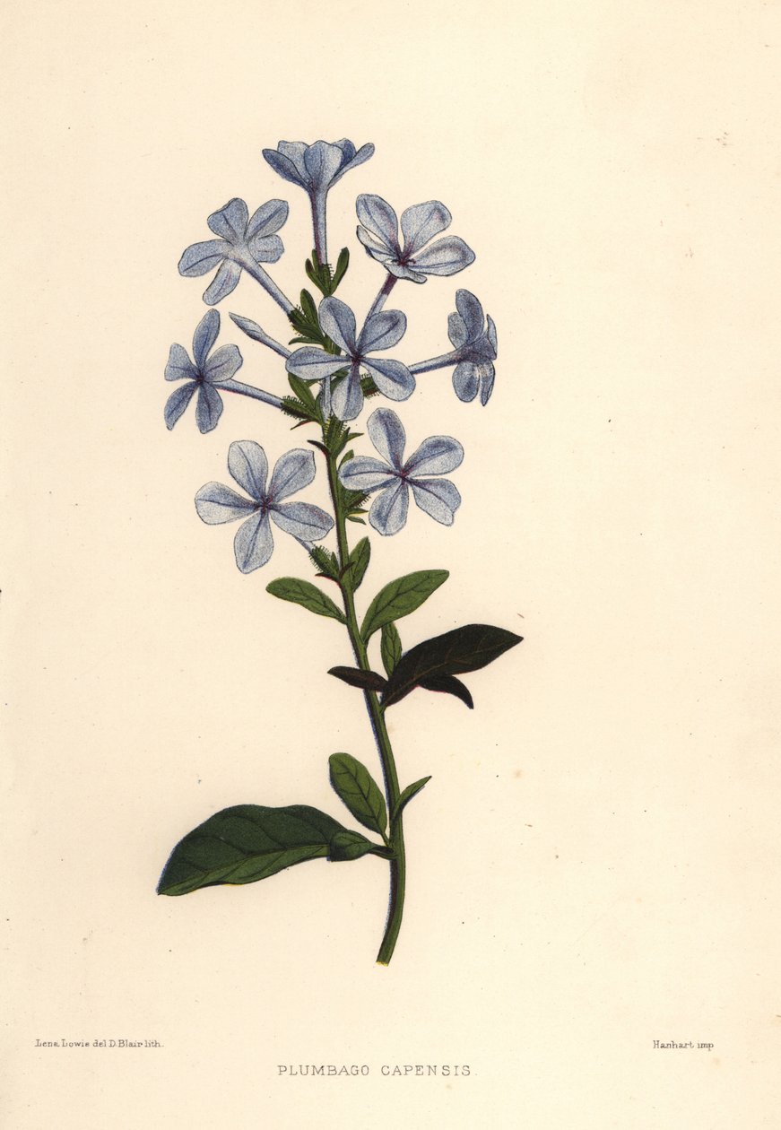 Blå plumbago eller kappeblyurt, Plumbago auriculata (Plumbago capensis) af Unknown