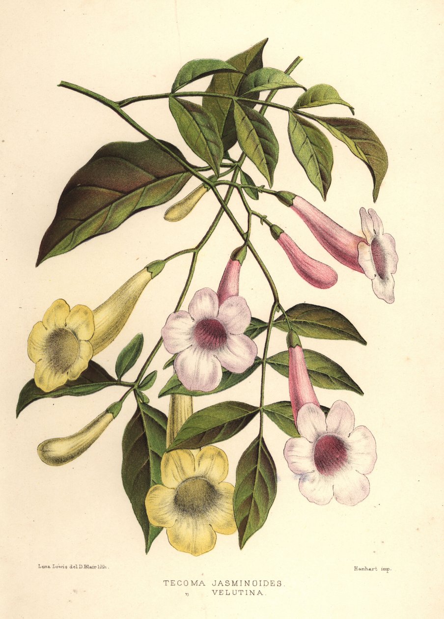 Skønhedens Bower, Pandorea jasminoides (Tecoma jasminoides) og gul trompetbusk, Tecoma stans (Tecoma velutina) af Unknown