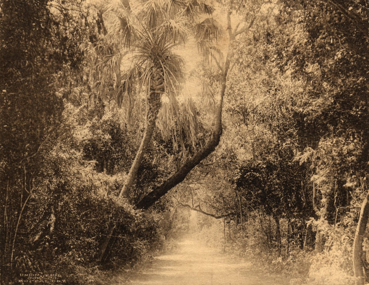 Brickell Hammock, Florida, ca. 1910 af Unknown