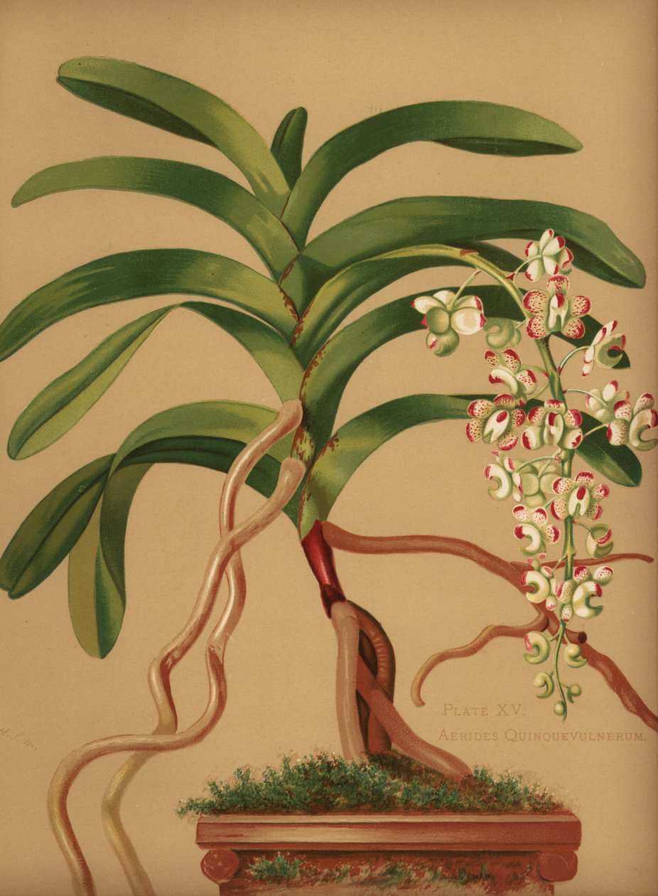 Kattehale- eller rævebørsteorkidé, Aerides quinquevulnera af Unknown