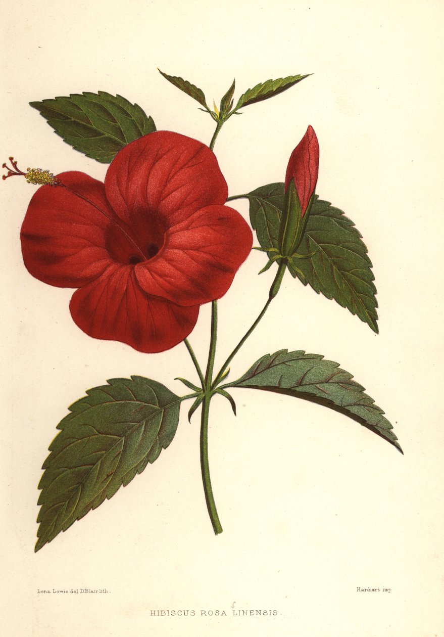 Kinarose eller kinesisk hibiscus, Hibiscus rosa-sinensis af Unknown