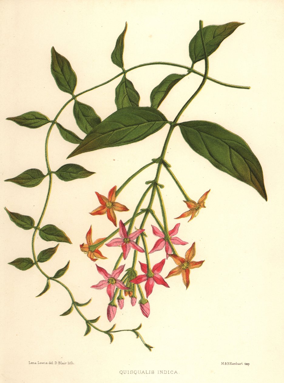 Kinesisk kaprifolier eller Rangoon-slyngplante, Combretum indicum (Quisqualis indica) af Unknown