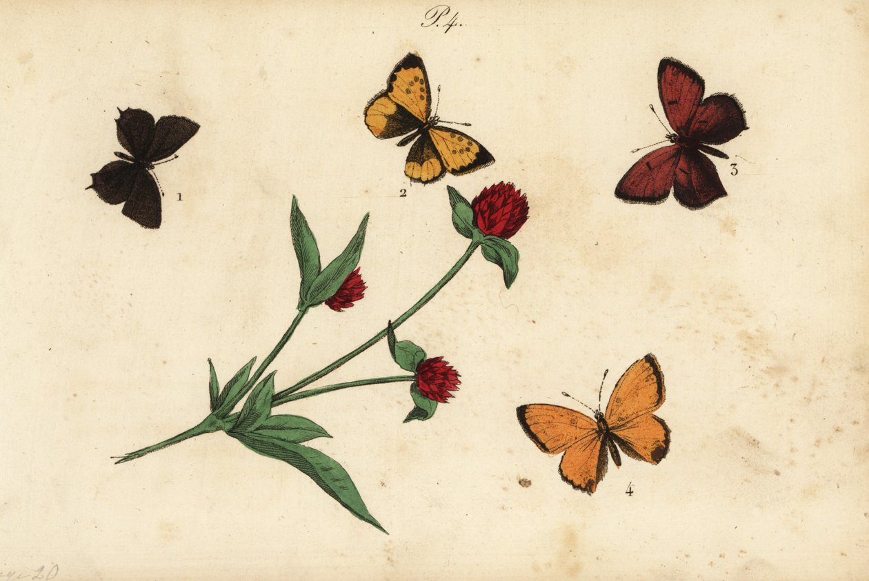 Almindelig akacieblå, Polyommatus icarus 1, Provence-hårstribe, Tomares ballus 2, lilla-kantet kobber, Lycaena flodhest 3 og sjældent kobber, Lycaena virgaureae 4 af Unknown