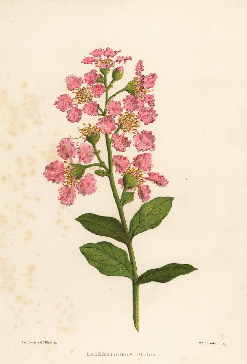 Crape myrte, Lagerstromia indica af Unknown