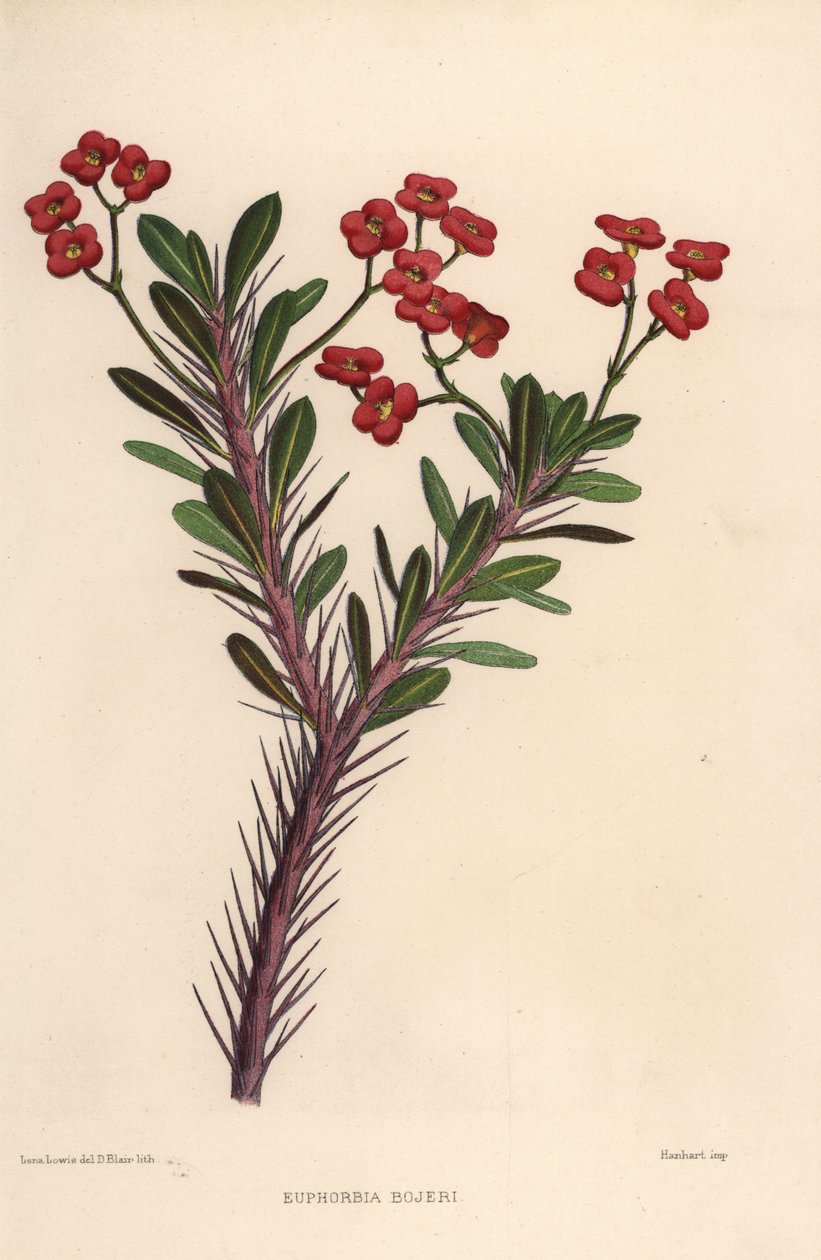 Tornekrone, Euphorbia milii (Euphorbia bojeri) af Unknown