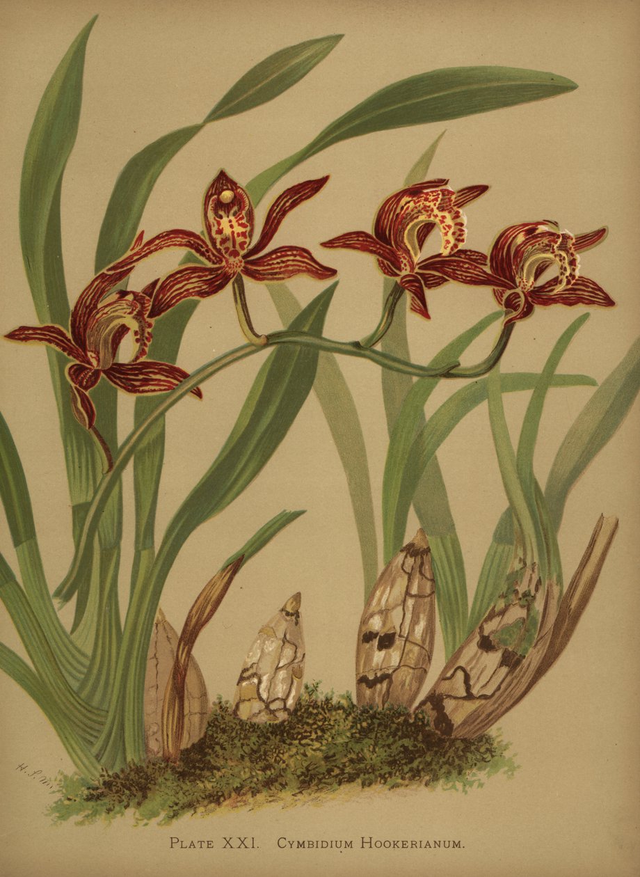 Cymbidium hookerianum orkidé af Unknown