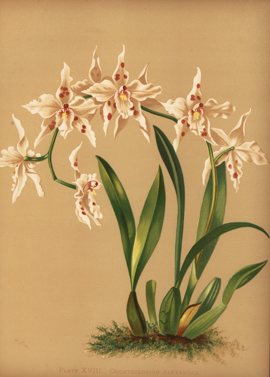 Dansende orkidé, Oncidium alexandrae (Odontoglossum alexandrae) af Unknown