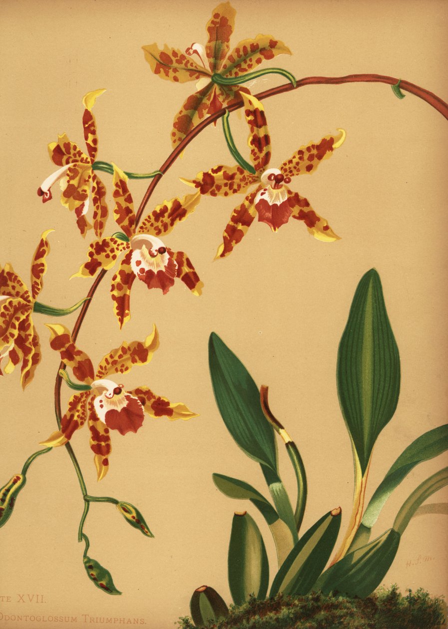 Dansende orkidé, Oncidium spectabilis (Odontoglossum triumphans) af Unknown