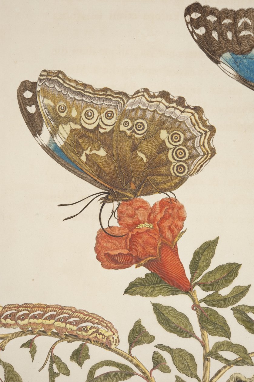 Detalje af plade IX fra Metamorphosis Insectorum Surinamensium af Maria Sibylla Merian, 1705 af Unknown