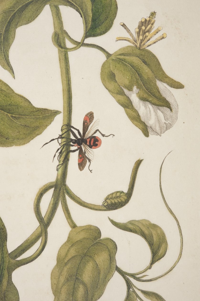 Detalje af plade XXI fra Metamorphosis Insectorum Surinamensium af Maria Sibylla Merian, 1705 af Unknown
