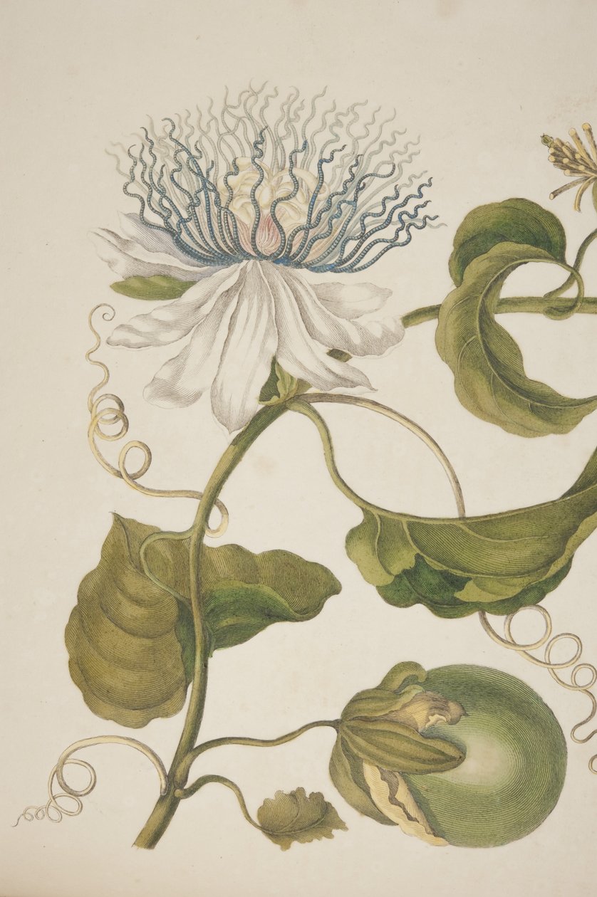 Detalje af plade XXI fra Metamorphosis Insectorum Surinamensium af Maria Sibylla Merian, 1705 af Unknown
