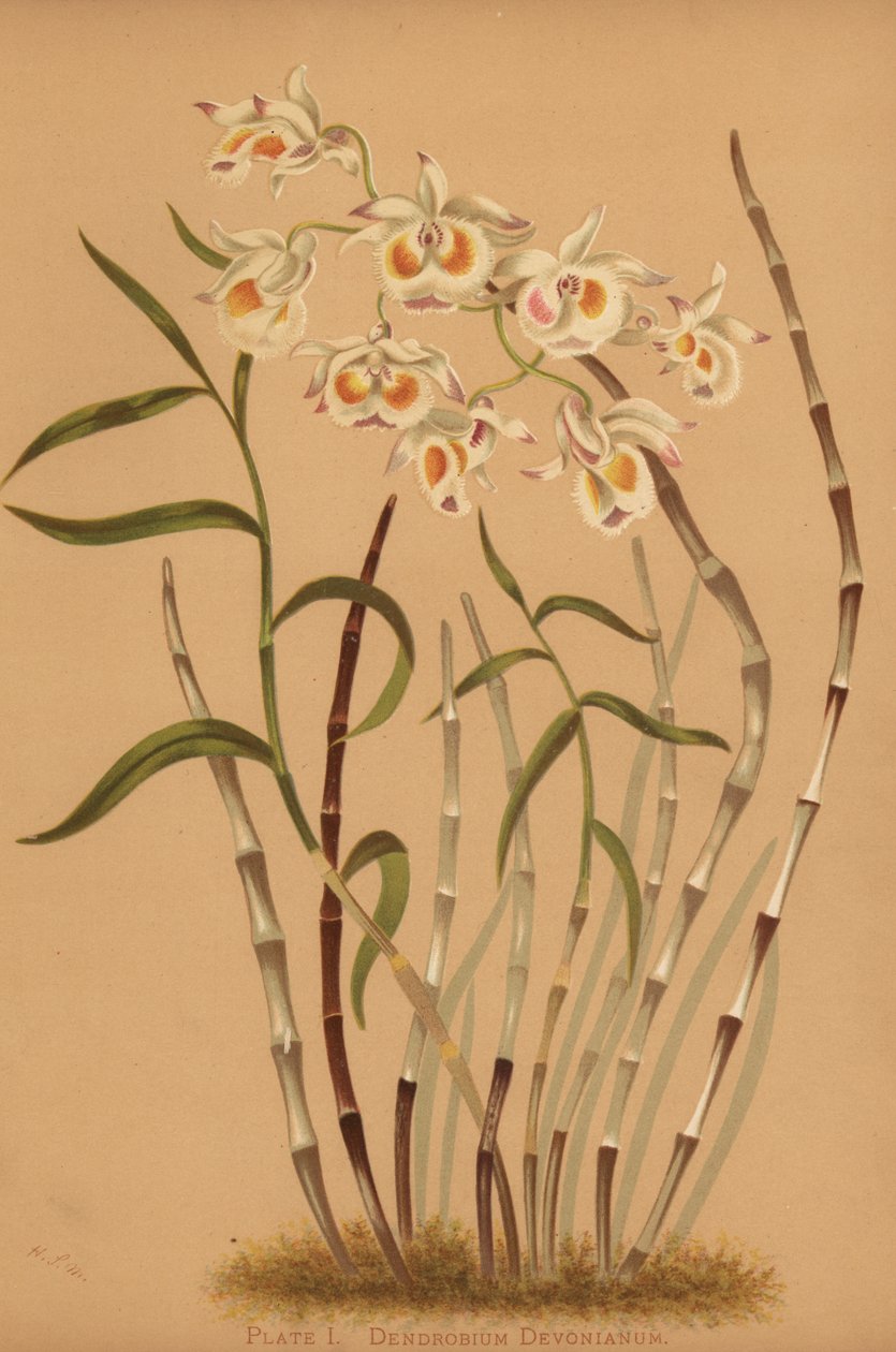 Devons dendrobium orkidé, Dendrobium devonianum af Unknown