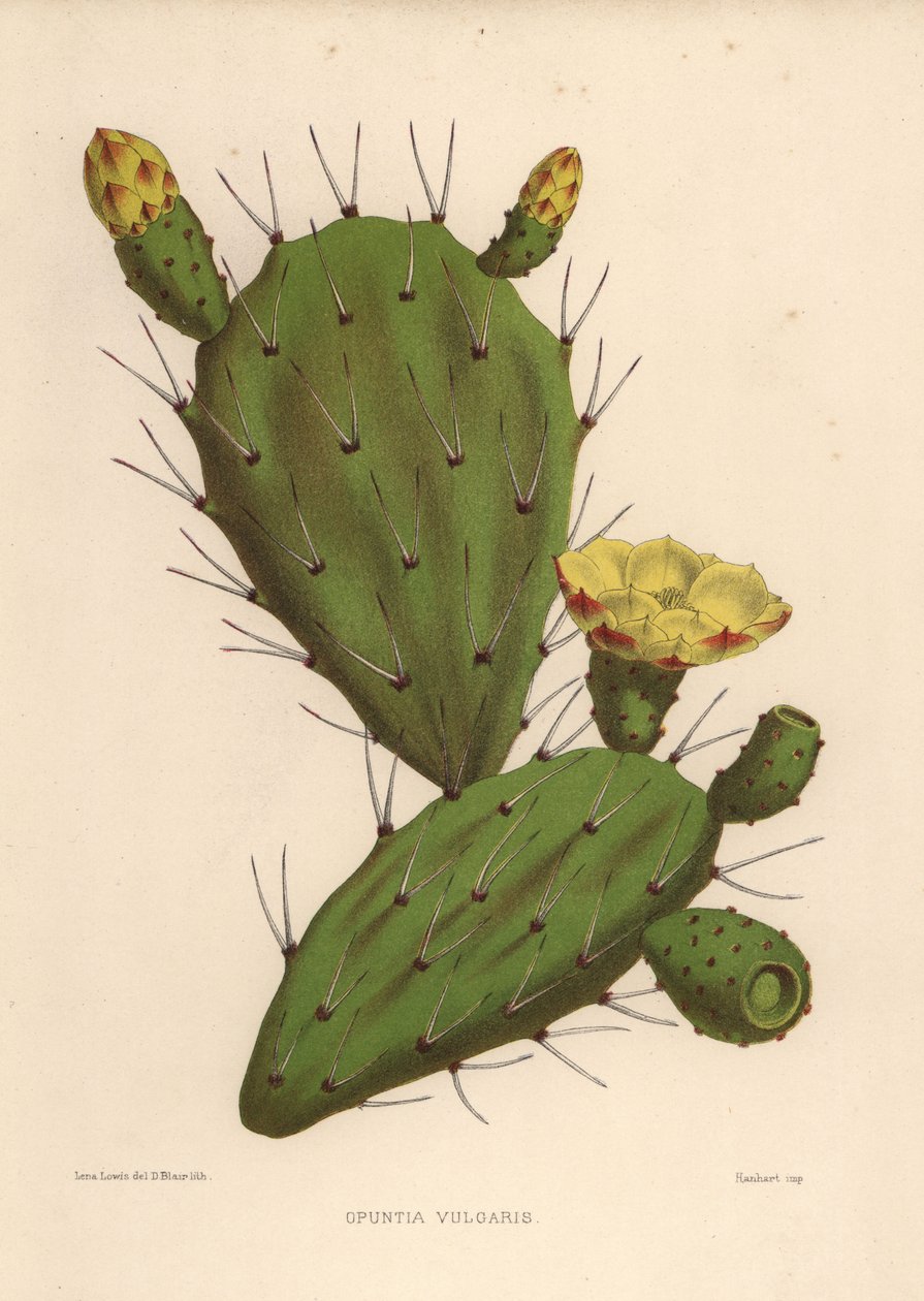 Østlig stikkende pære, Opuntia ficus-indica (Opuntia vulgaris) af Unknown