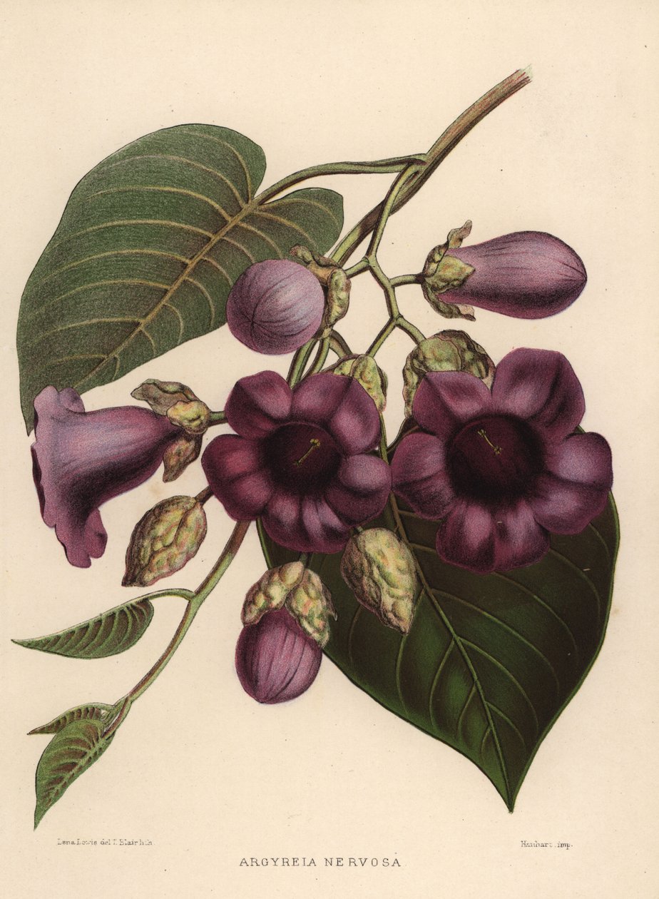 Elefantslyng, Argyreia nervosa af Unknown