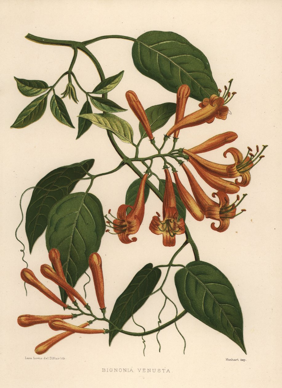 Flamevine eller orange trompetvin Pyrostegia venusta (Bignonia venusta) af Unknown