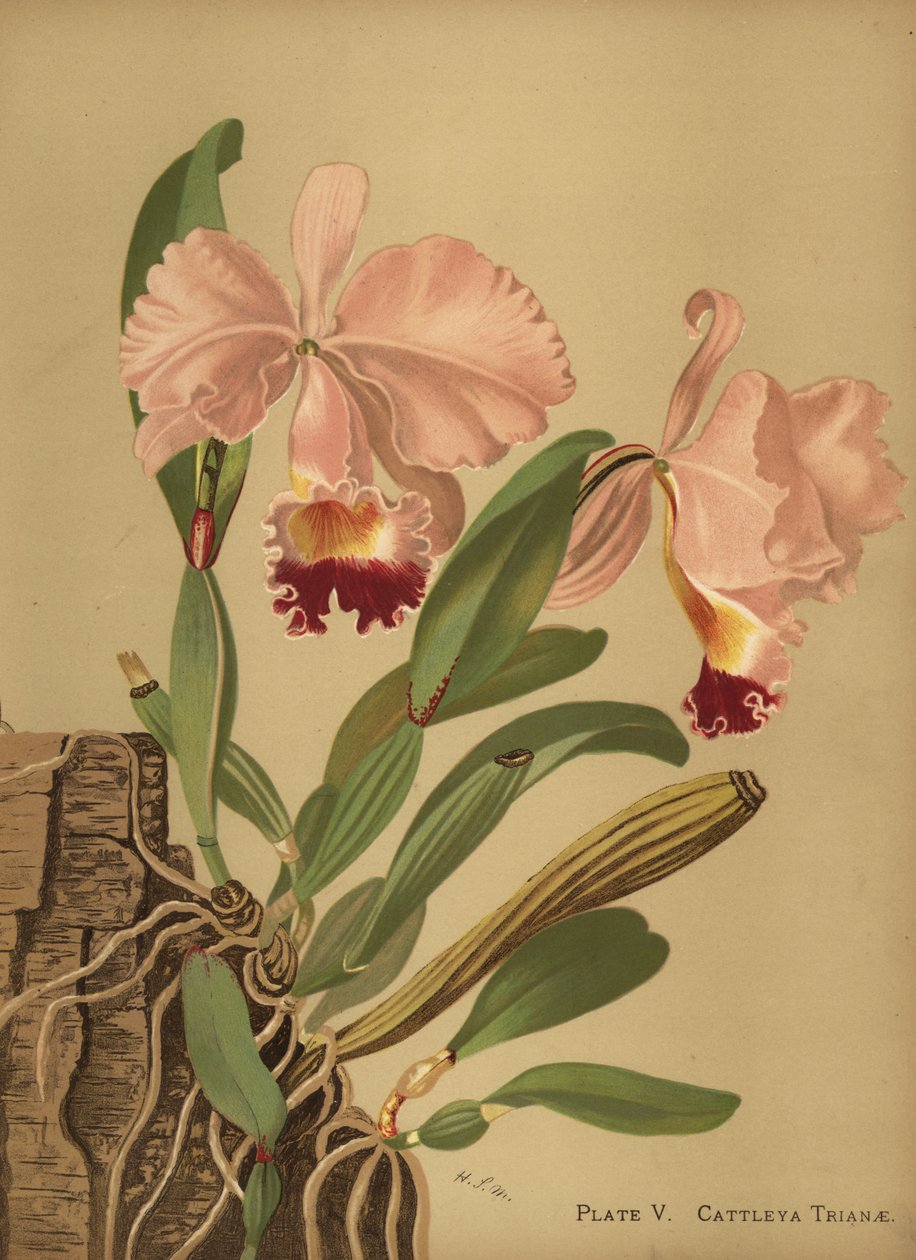 Flor de Mayo eller juleorkidé, Cattleya trianae af Unknown