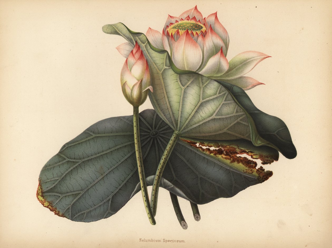 Indisk lotus, Nelumbo nucifera (Nelumbium speciosum) af Unknown