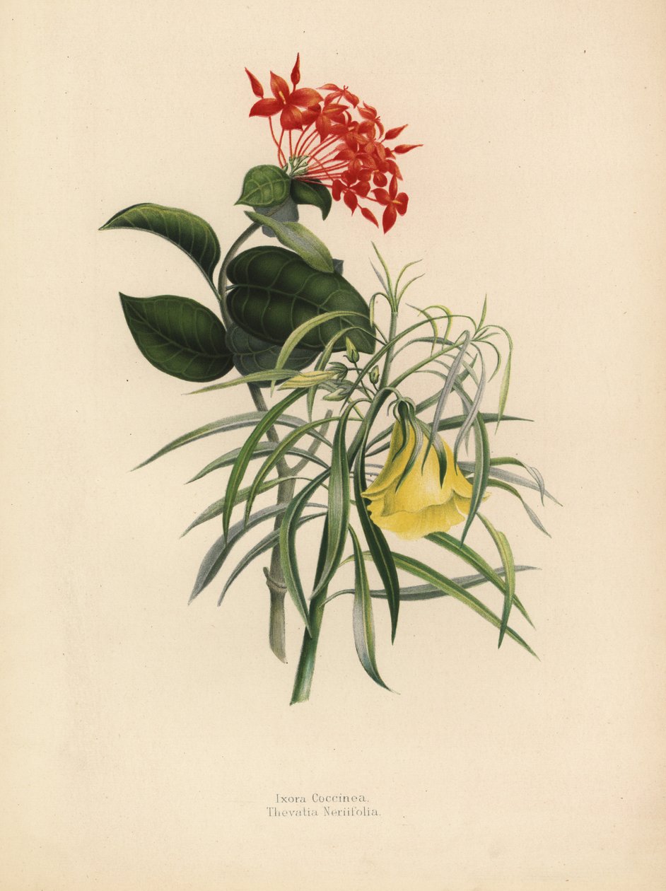 Jungle geranium, Ixora coccinea, og gul oleander, Thevetia neriifolia, Cascabela thevetia af Unknown
