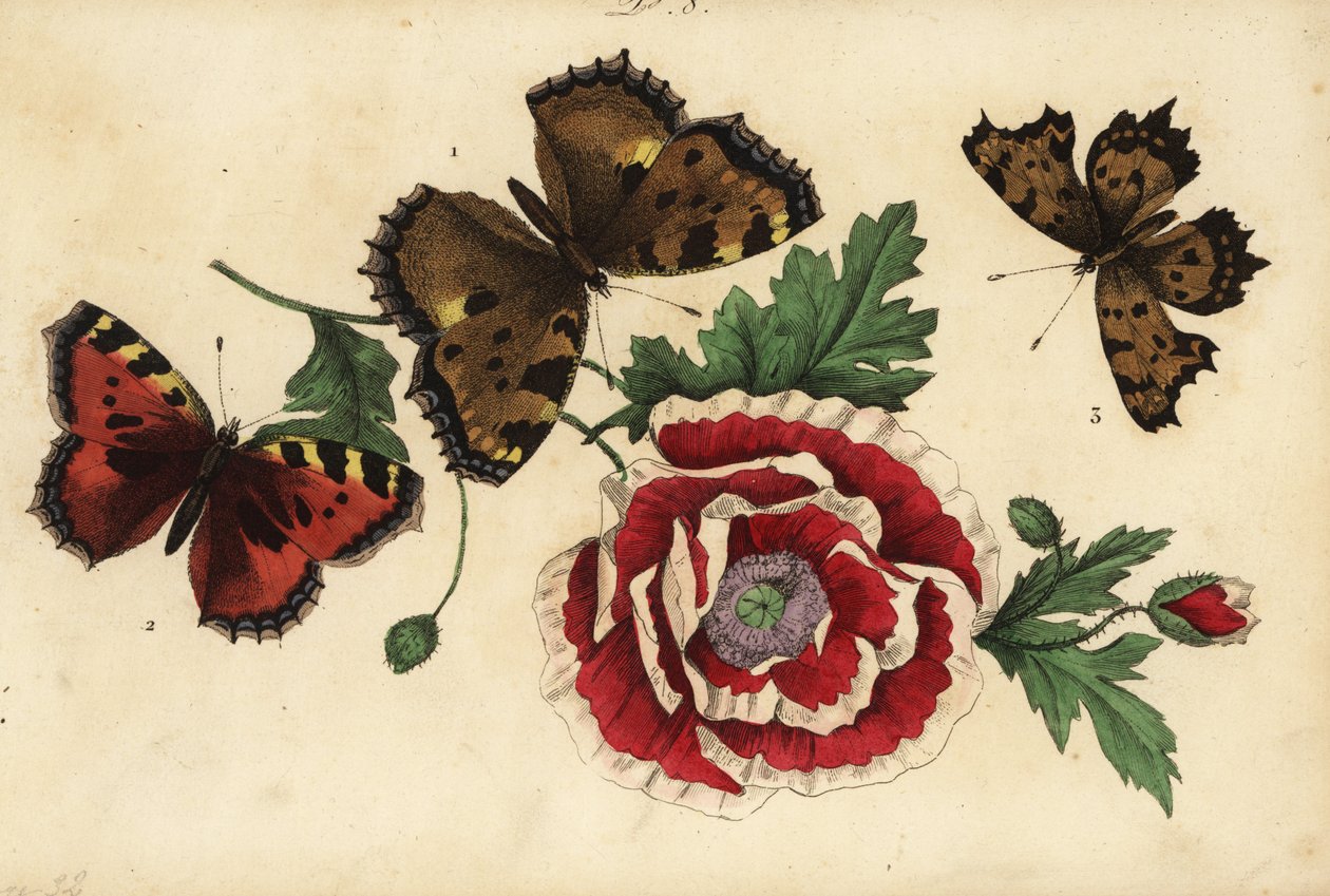 Stor skildpadde, Nymphalis polychloros 1, lille skildpadde, Aglais urticae 2 og kommasommerfugl, Polygonia c-album 3, med valmue af Unknown
