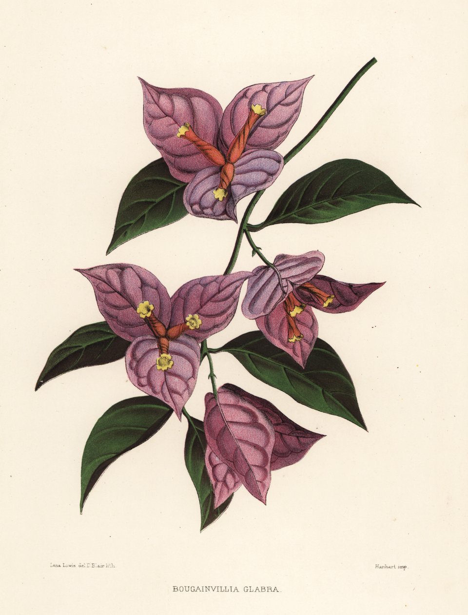 Lille bougainvillea eller papirblomst, Bougainvillea glabra (Bougainvillia glabra) af Unknown