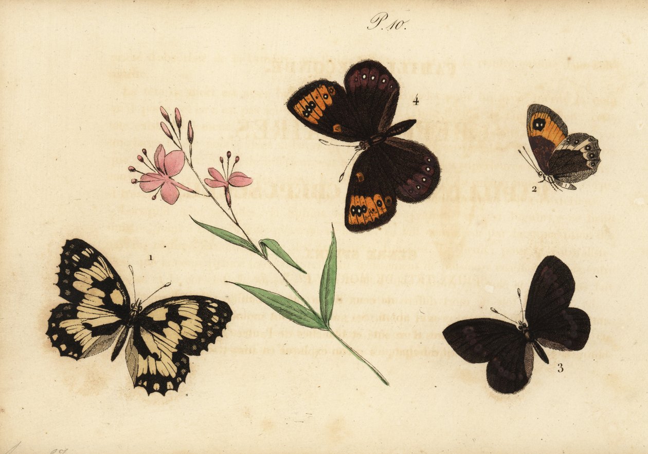 Marmoreret hvid, Melanargia galathea 1, spansk portvagt, Pyronia bathseba 2, mandelring, Erebia alberganus 3, og springring, Erebia epistygne 4. Satyre demi-deuil, Satyre pasiphae, Satyre ce af Unknown