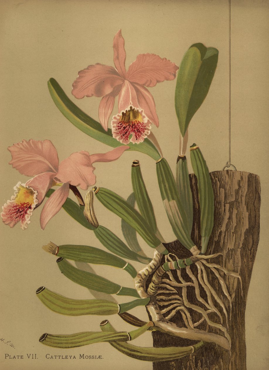 Moss cattleya eller påskeorkidé, Cattleya mossiae af Unknown