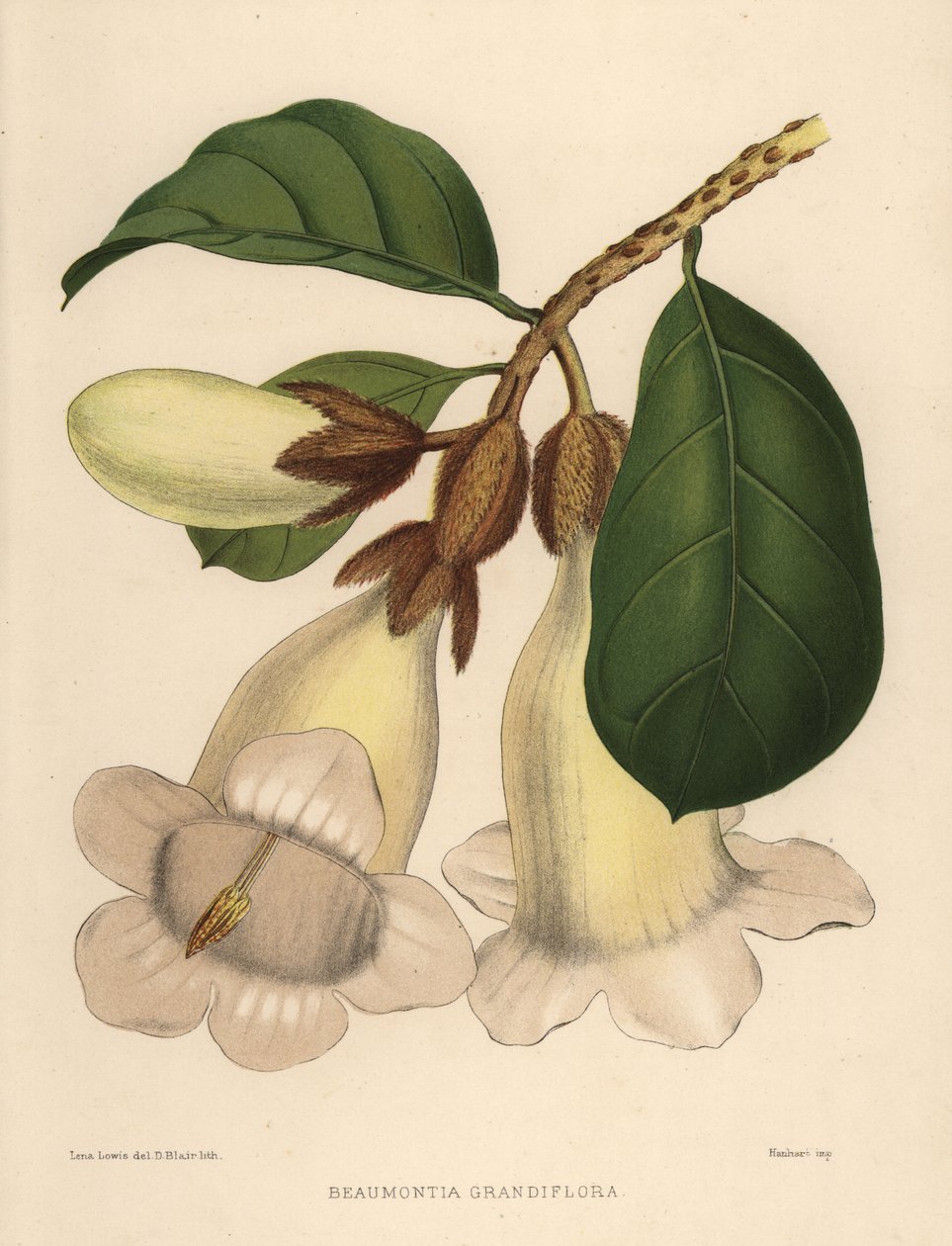 Nepal trompetblomst eller varsler trompet, Beaumontia grandiflora af Unknown