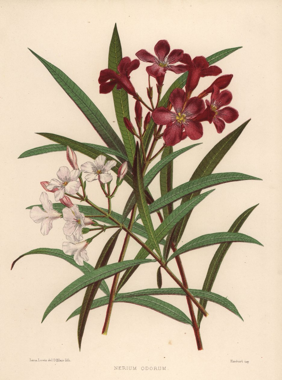 Nerium eller oleander, Nerium odorum (Nerium odorum) af Unknown