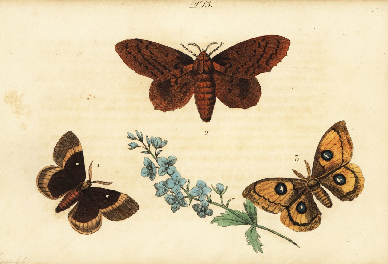 Eg æg, Lasiocampa quercus 1, poppel lappet, Gastropacha populifolia 2 og Tau kejser, Aglia tau 3 af Unknown