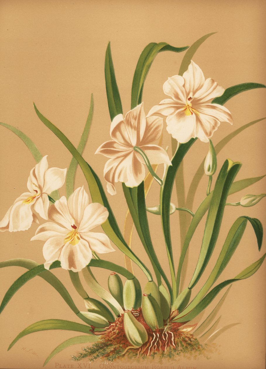 Stedmoderblomst orkidé, Miltoniopsis roezlii (Odontoglossum roezlii album) af Unknown