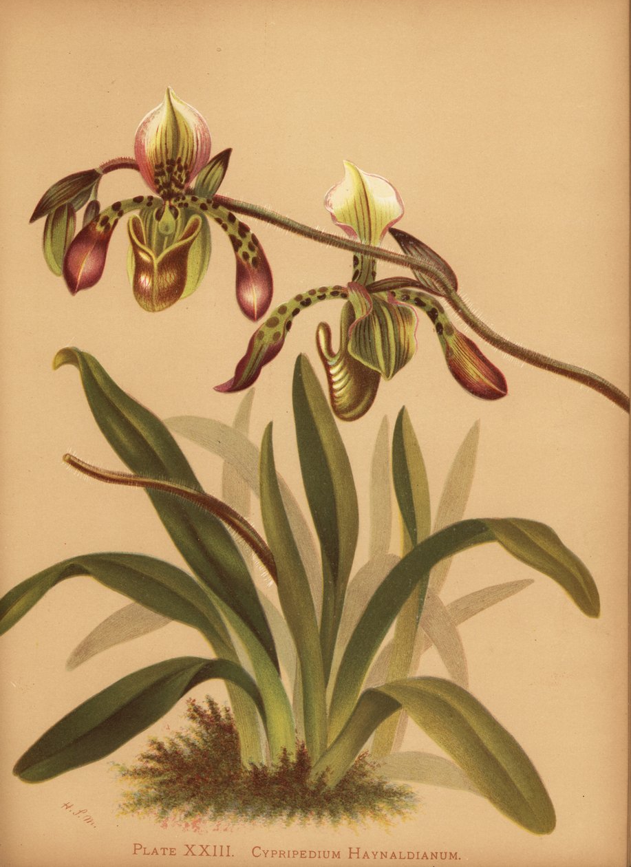 Paphiopedilum haynaldianum orchid (Cypripedium haynaldianum) af Unknown