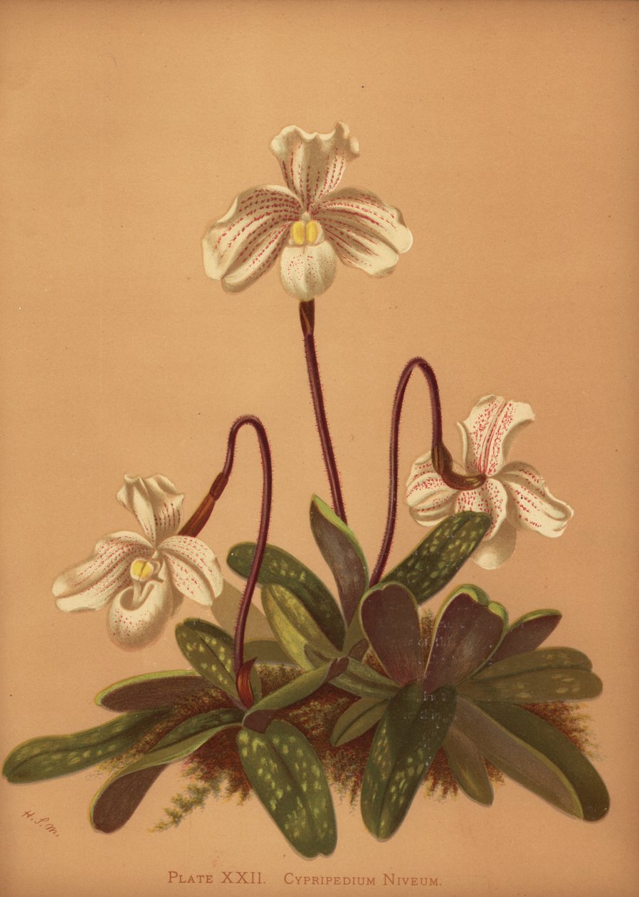 Paphiopedilum niveum orchid (Cypripedium niveum) af Unknown
