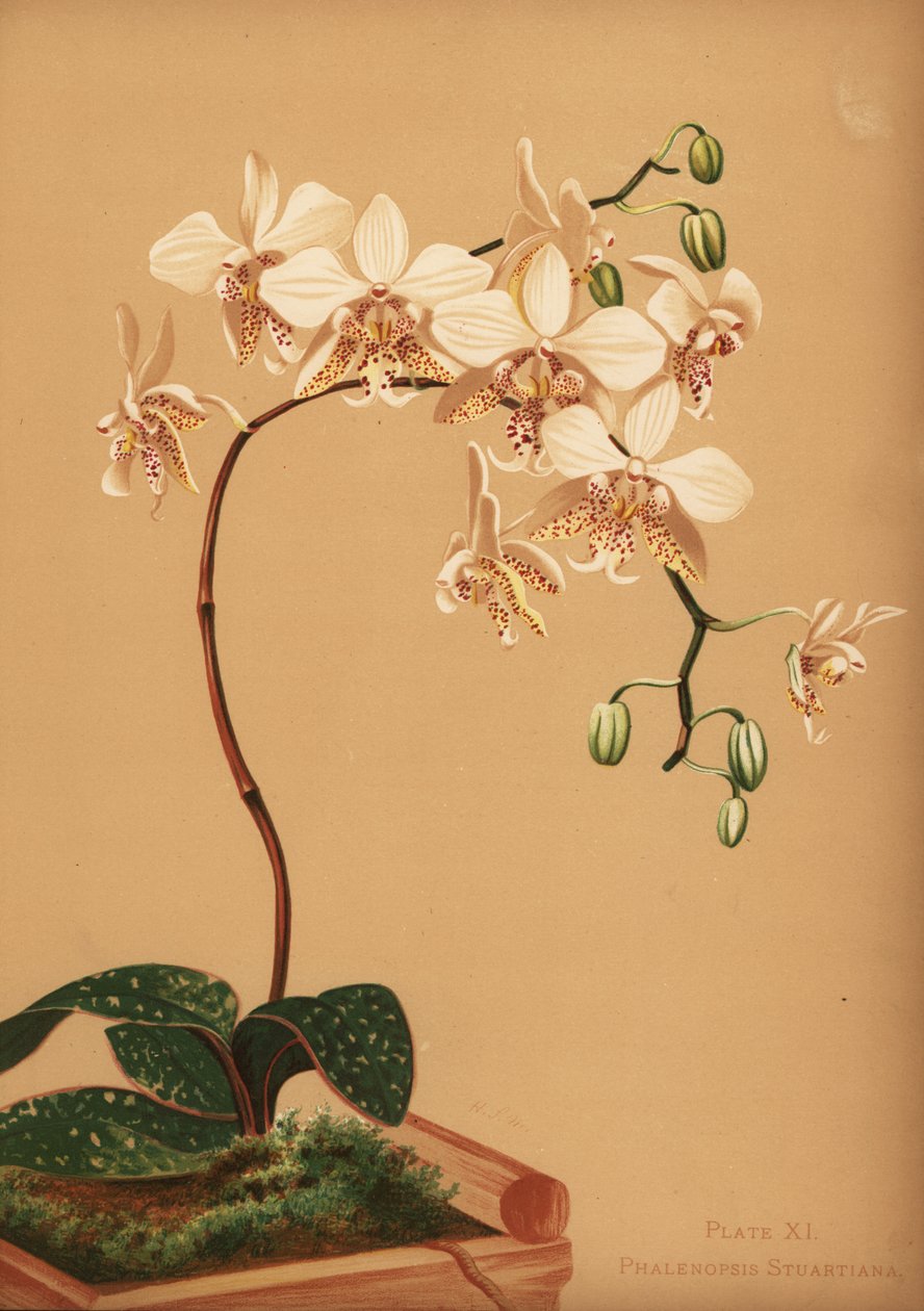 Phalaenopsis stuartiana orkidé af Unknown