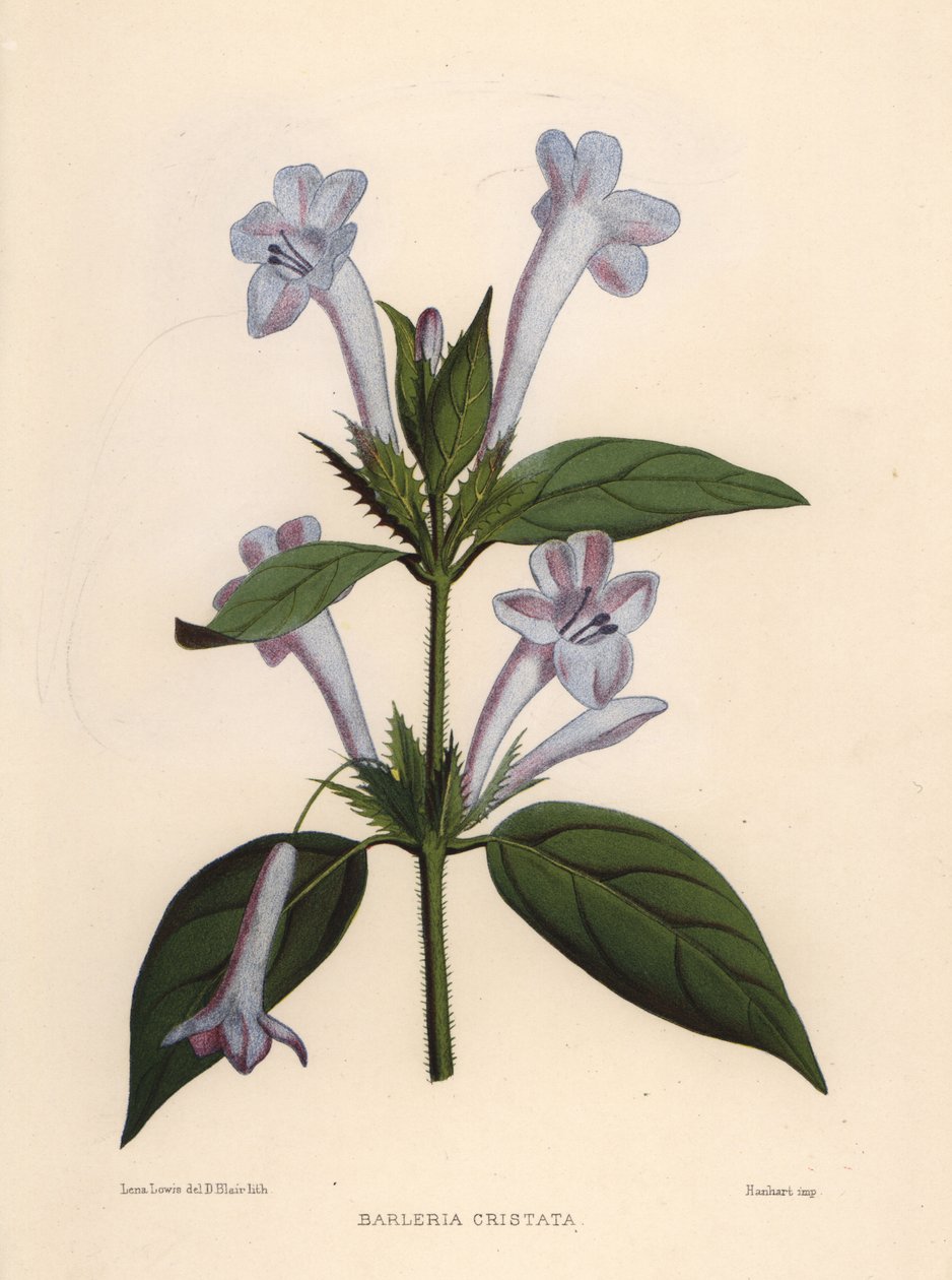Filippinsk viol, blåklokke barleria eller kamfilippinsk viol, Barleria cristata af Unknown