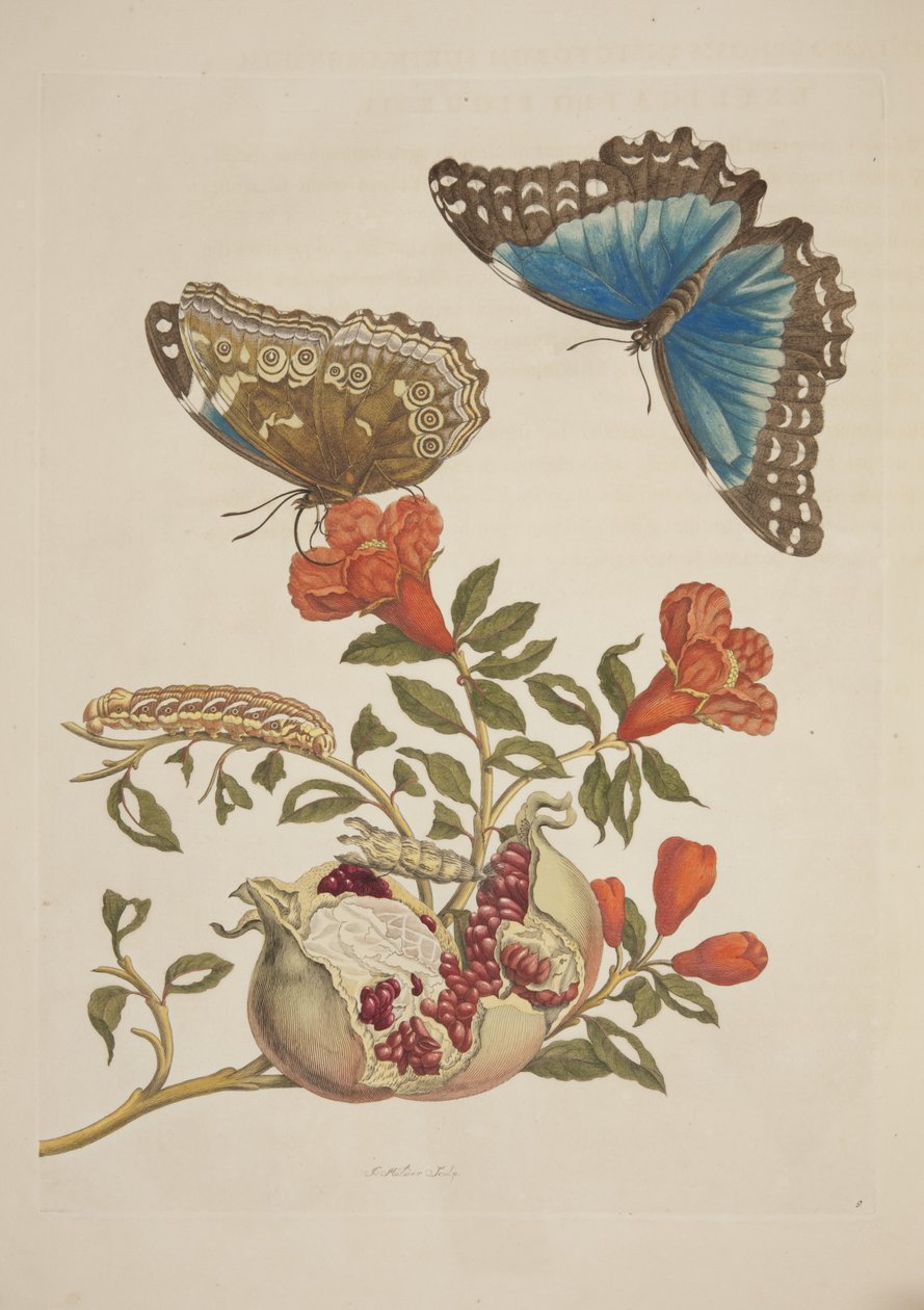 Plade IX fra Metamorphosis of the Surinam Insects af Maria Sibylla Merian, 1705 af Unknown