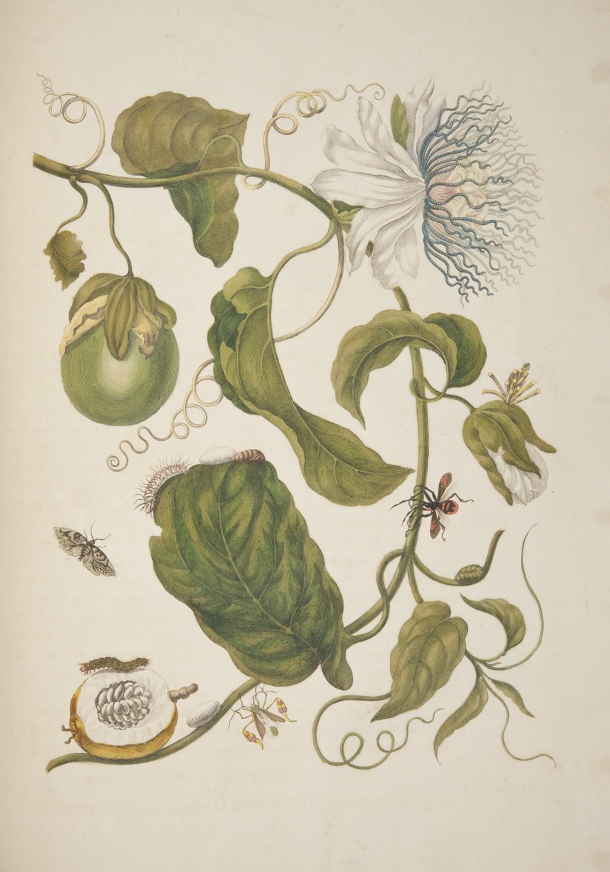 Tavle XXI fra The Metamorphosis of Surinam Insects af Maria Sibylla Merian, 1705 af Unknown