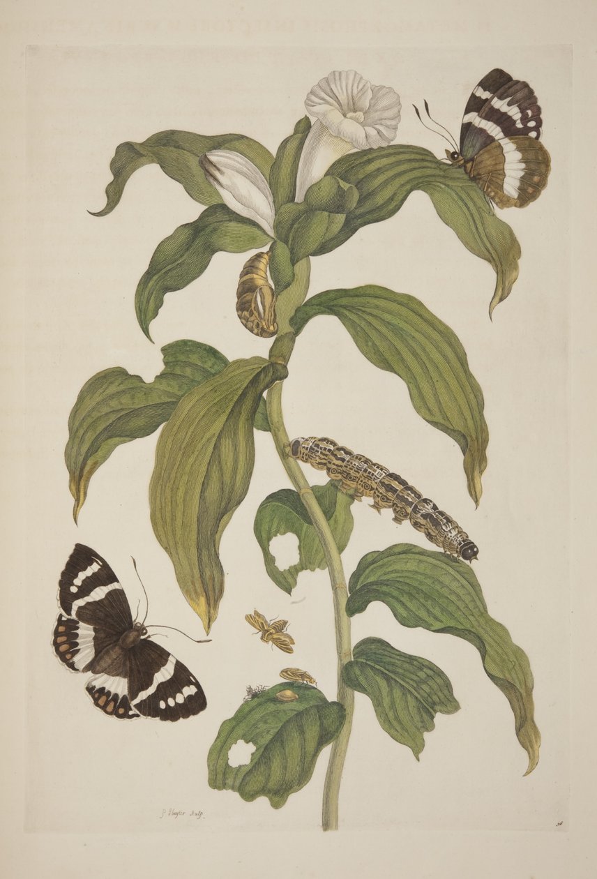 Tavle XXVI fra The Metamorphosis of the Surinam Insects af Maria Sibylla Merian, 1705 af Unknown