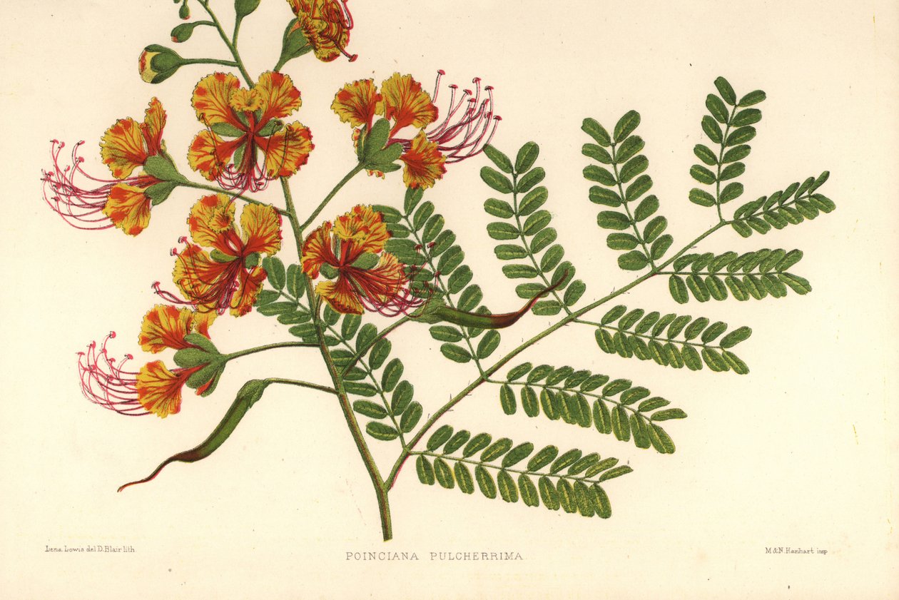 Poinciana, Caesalpinia pulcherrima (Poinciana pulcherrima) af Unknown