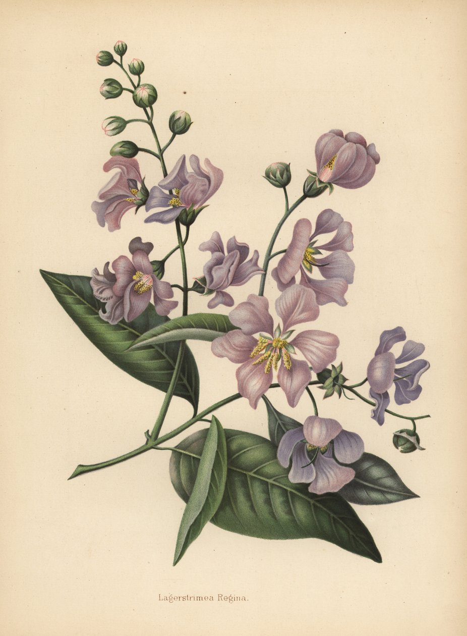 Indiens stolthed kæmpe- eller crepemyrtle, Lagerstroemia speciosa af Unknown