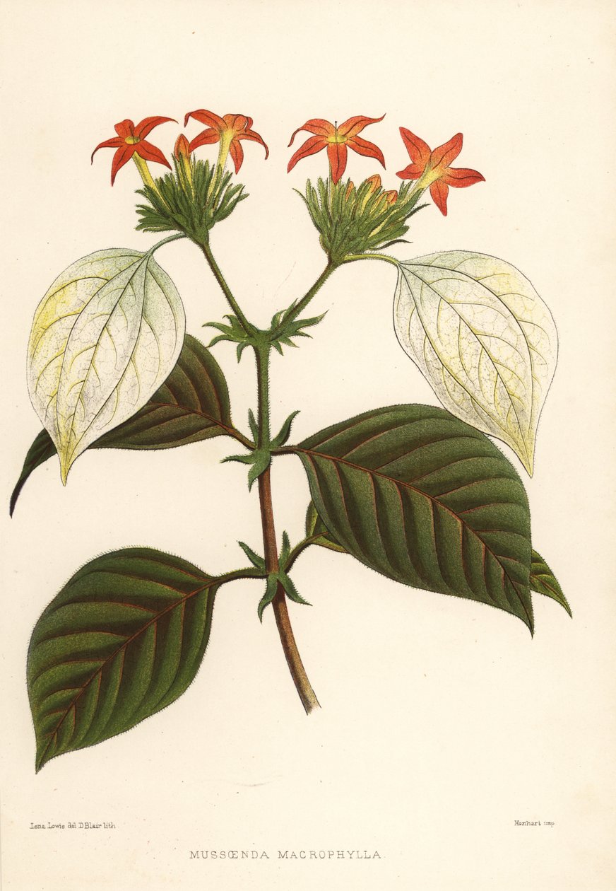 Sød rod, Mussaenda macrophylla af Unknown