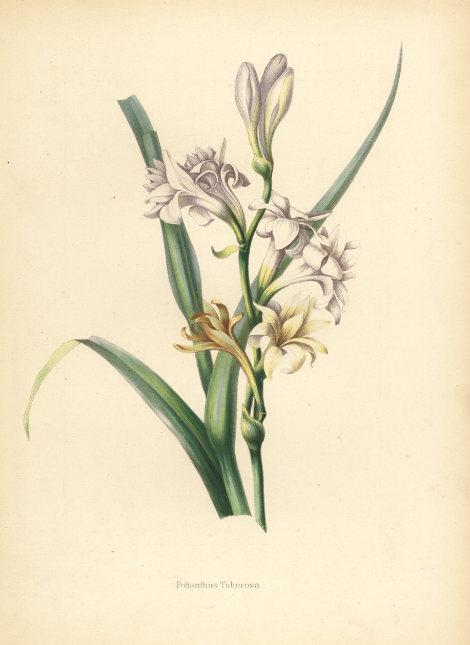 Tuberose, Polianthes tuberosa (Polianthus tuberosa) af Unknown