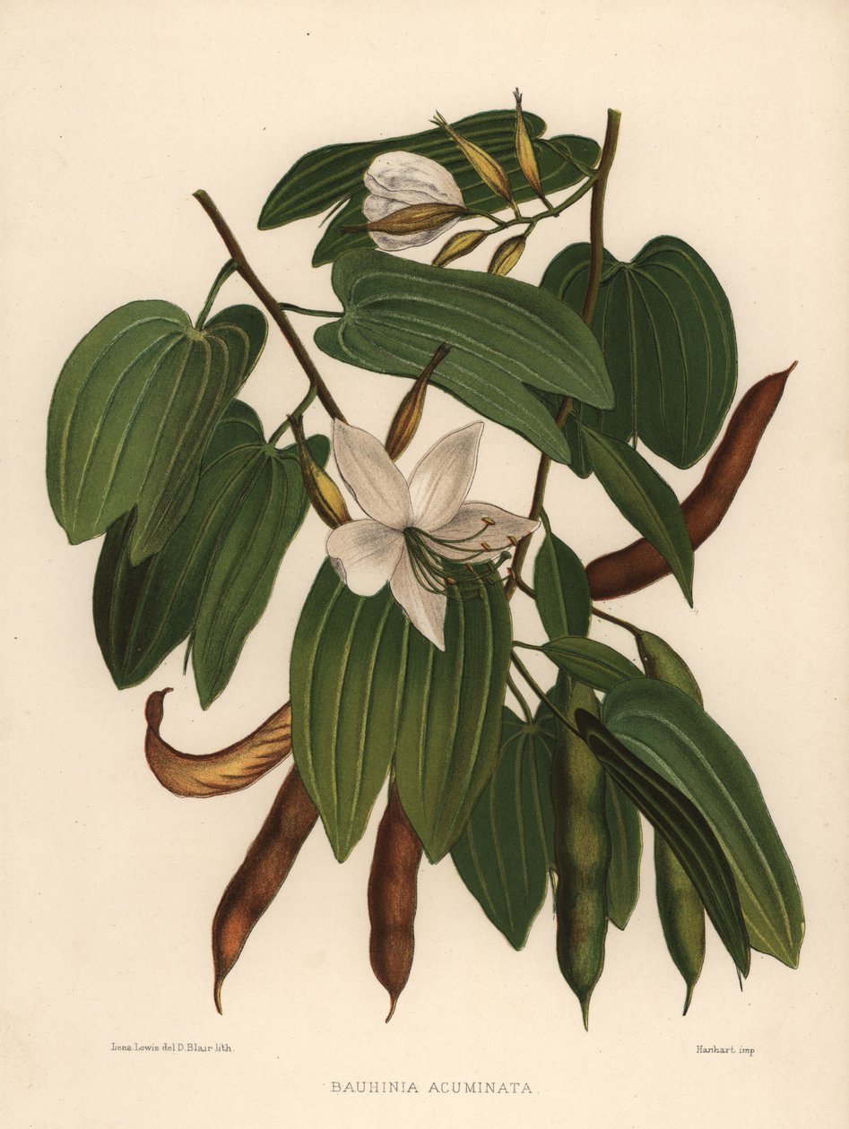 Hvidt orkidétræ, Bauhinia acuminata af Unknown