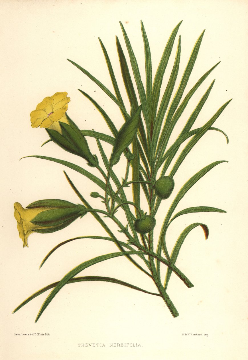 Gul oleander eller lykkenød, Thevetia neriifolia (Thevetia neriifolia) af Unknown