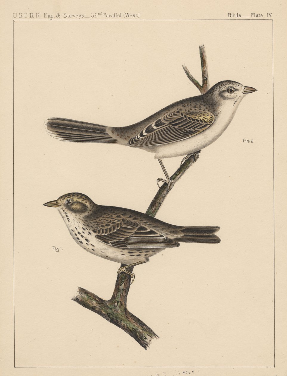 Fugle, tavle IV, 1855 af American School