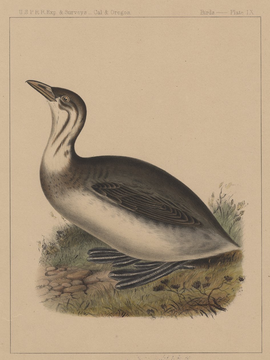 Fugle, tavle IX, 1855 af American School