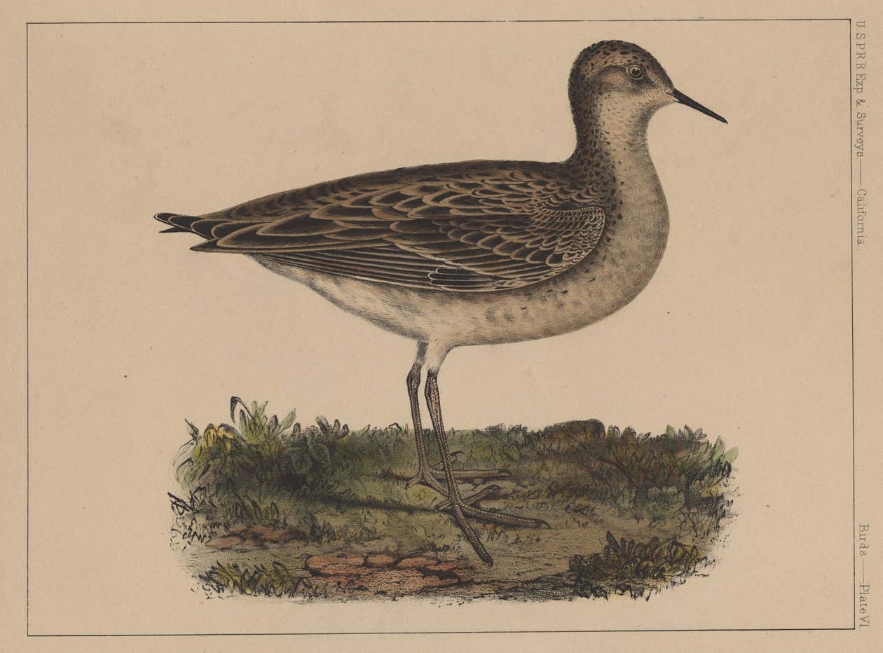 Fugle, tavle VI, 1855 af American School