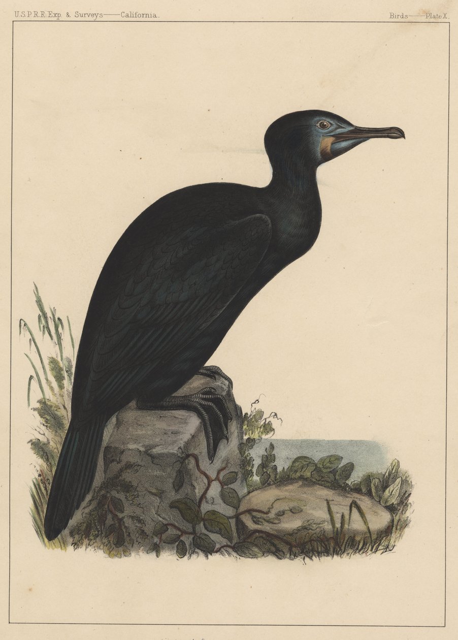 Fugle, tavle X, 1855 af American School
